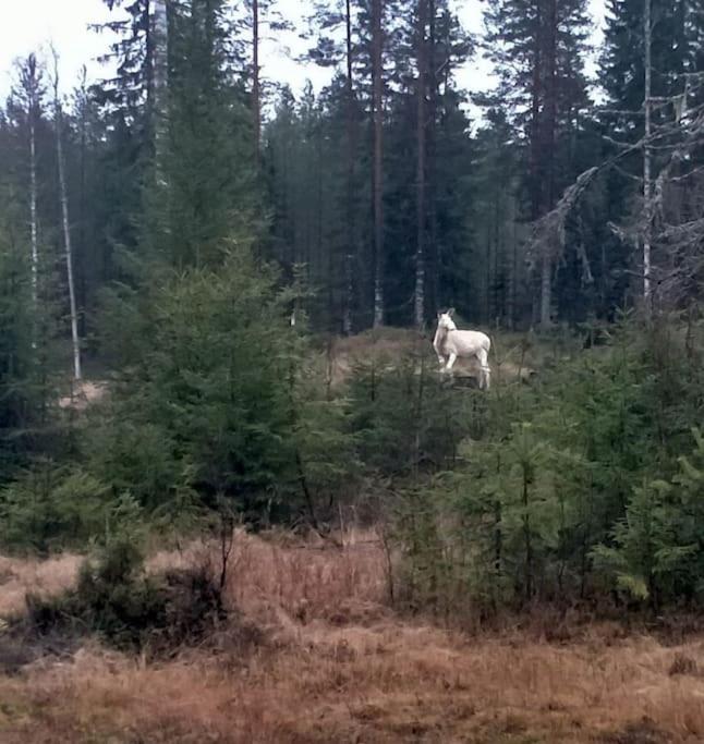 Ladansloft Lägenhet Stöllet Exteriör bild